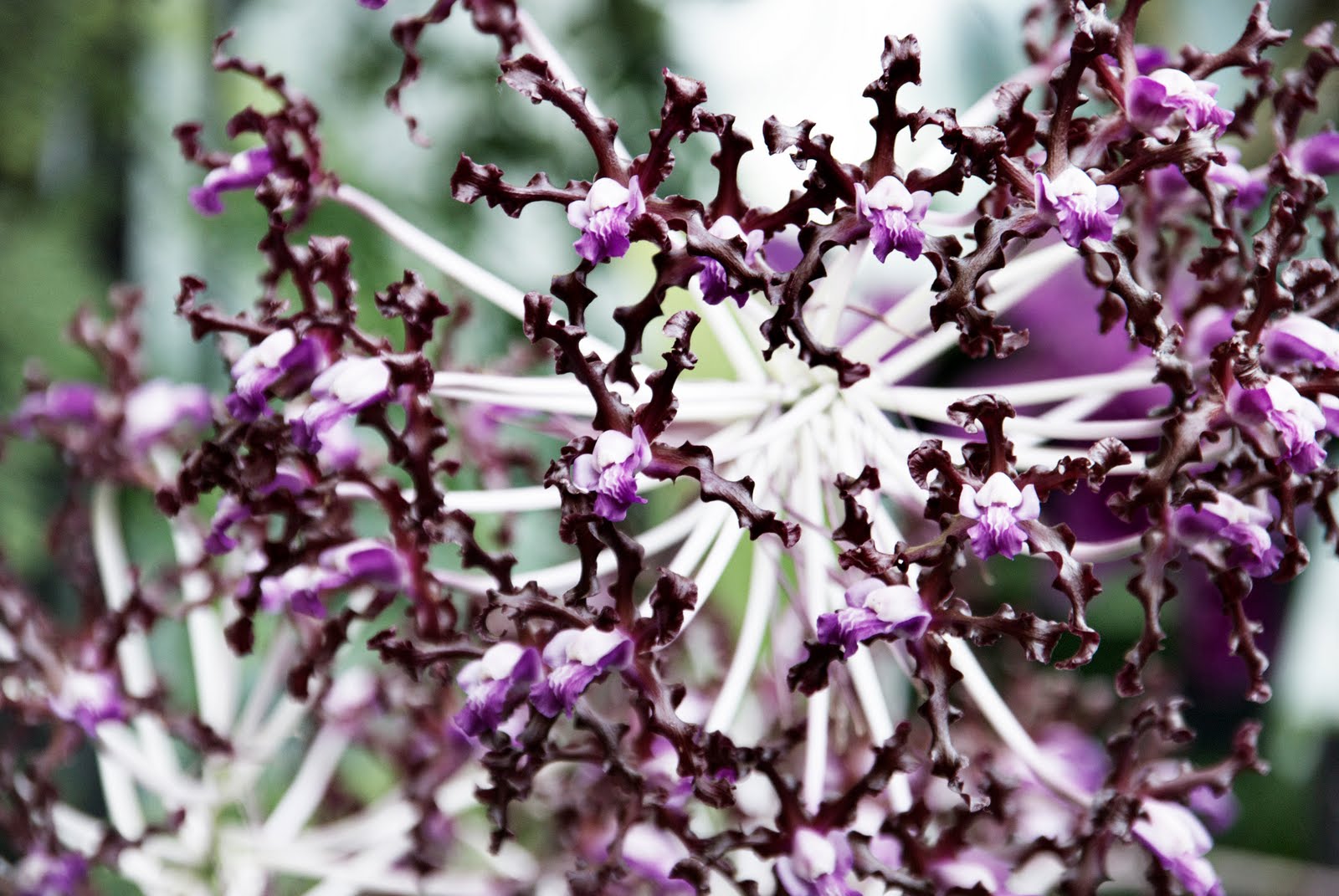 Life in Photo: A Journal: Longwood Gardens Orchid Extravaganza