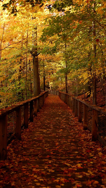 Wallpaper autumn forest bridge