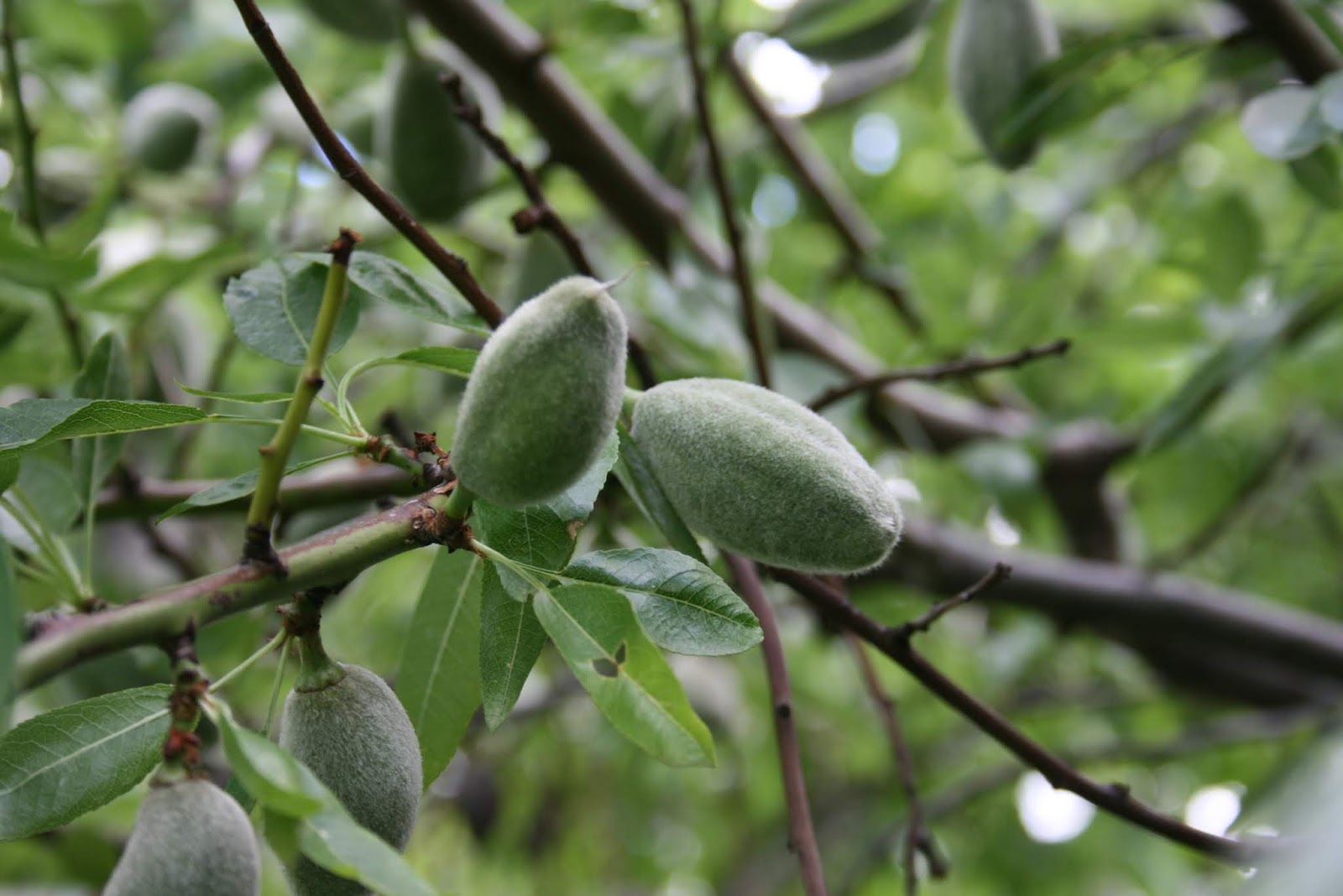 Idora Design Sweet Broom For Sale Buy It Now