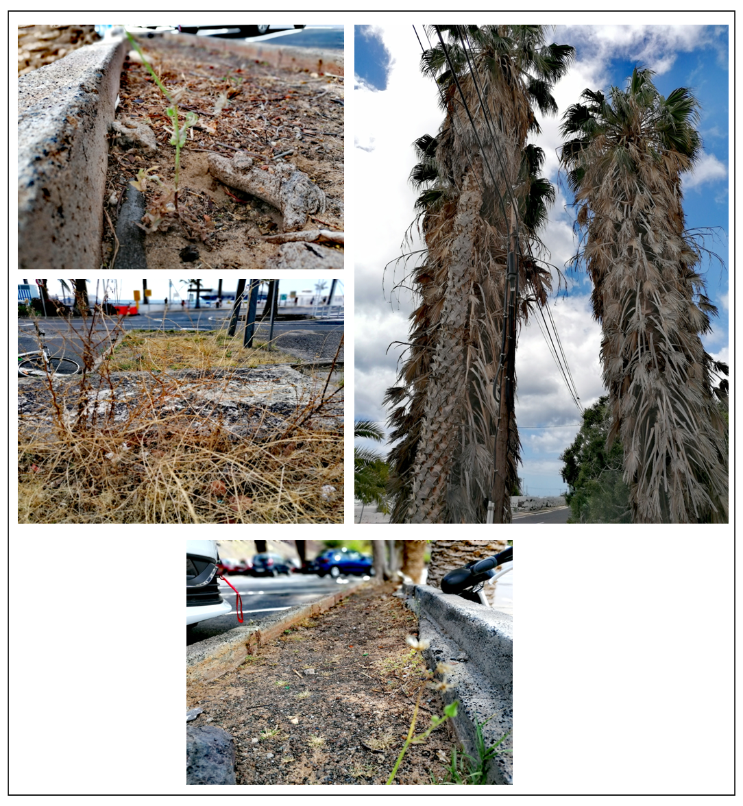 POLÍTICOS TINERFEÑOS DE DIFERENTES IDEOLOGÍAS RECHAZAN LA BANDERA AZUL