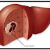 Method to protect Liver