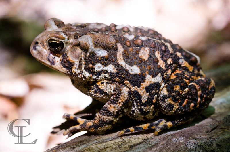 20130802_ToadDSC_3343.JPG
