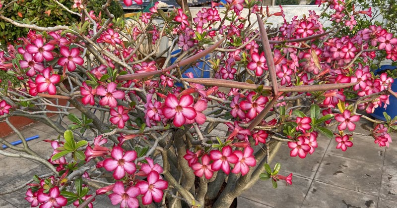 Flowering Adenium