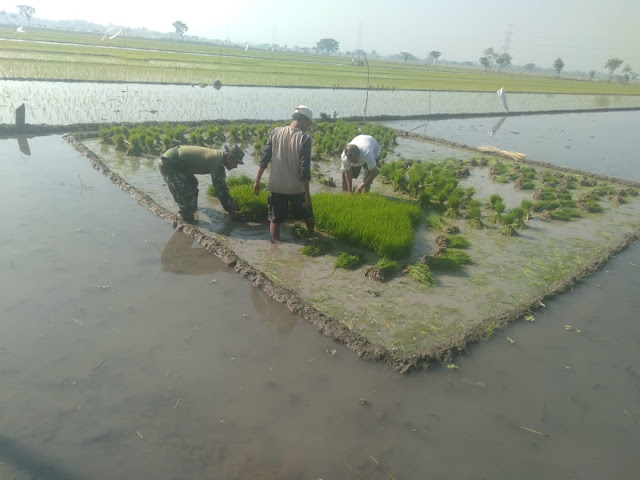 Babinsa Koramil Wonosari Terjun Kesawah