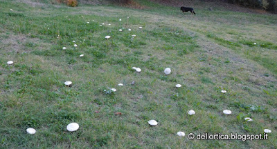 funghi sagre tisane cinorrodi rose della fattoria didattica dell ortica a Savigno Valsamoggia Bologna in Appennino vicino Zocca