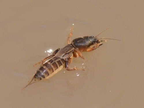 季節の足音: 田んぼの螻蛄