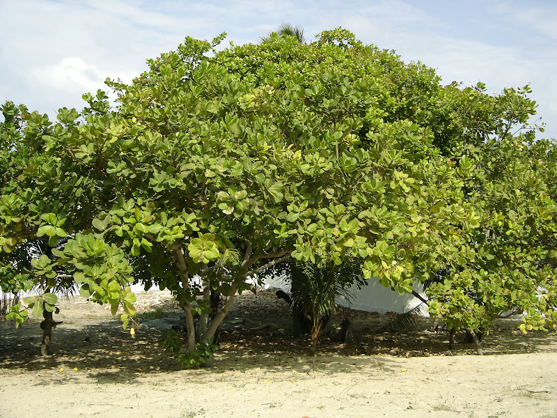 cashew on tree