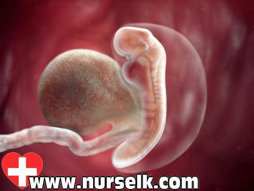 Fetal Development Month by Month | Nurselk.com
Fetal Development Month 3