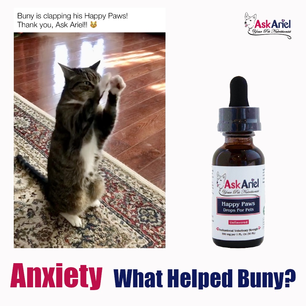 Natural Remedy For Anxiety In Cats Really Works! Holistic Vet and Pet