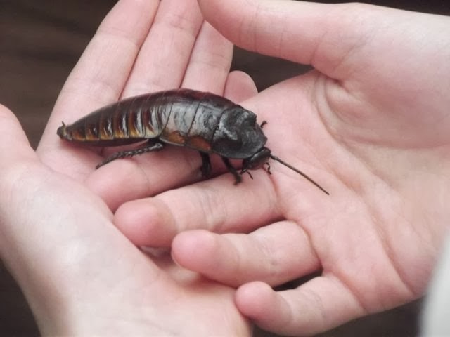 Girl holding a cockroach