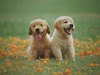 Labrador Retriever Dog Breed | All Dog Breeds