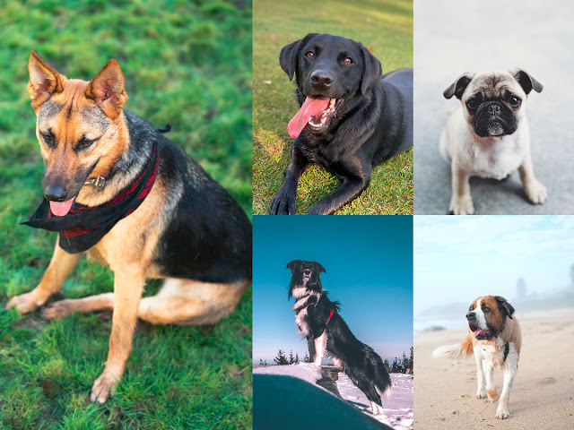 10 Dog Breeds for Young Adults