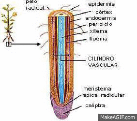 Capilaridad y vasos conductores de las plantas