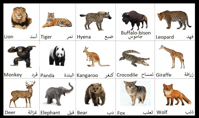 86 أسم من اسماء الحيوانات بالانجليزي بالنطق مع الصور - 86 Animal names in  English - مدونة تعلم | English