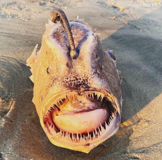 Peixe 'Himantolophus sagamius', conhecido nos EUA como peixe-futebol do Pacífico, foi flagrado em praia de San Diego em 20 de novembro de 2021 — Foto: Reprodução/Jay Beiler