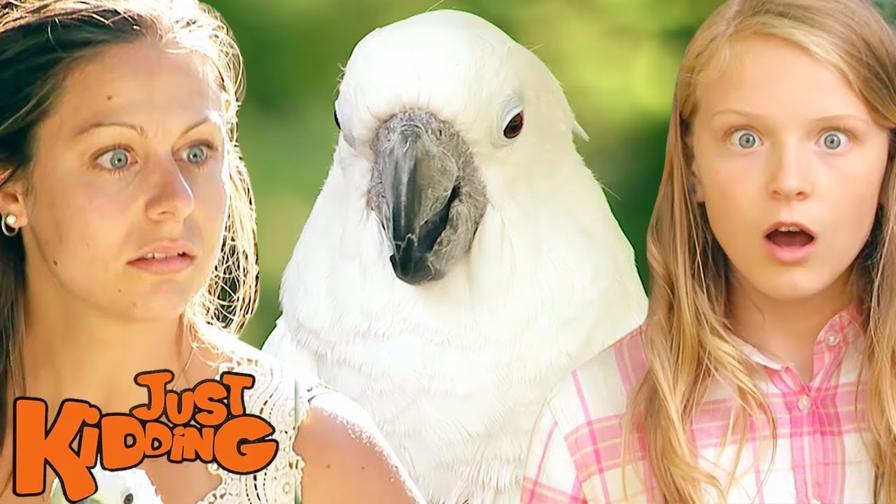 Wild Animals, Magic Gifts, & Embarrassed Mannequins Best of Just