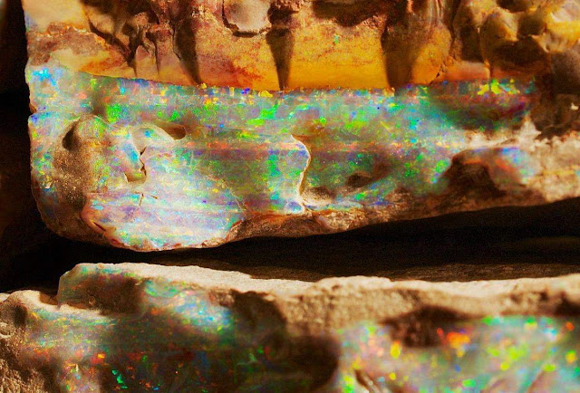 Gemstone turns out to be fossil of an unknown dinosaur