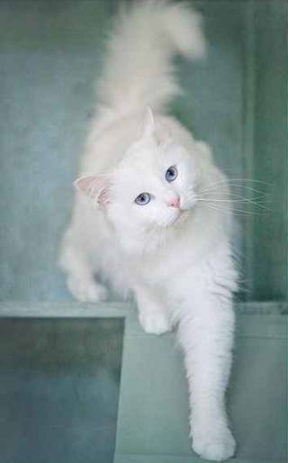 large white cat