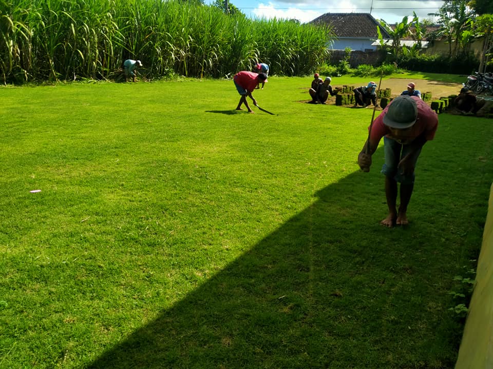 Seperti rumput di tepi jalan