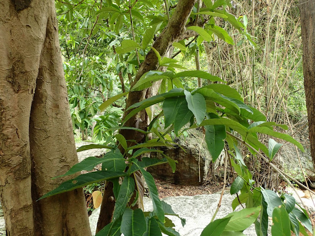 Syzygium samarangense Syzygium samarangense