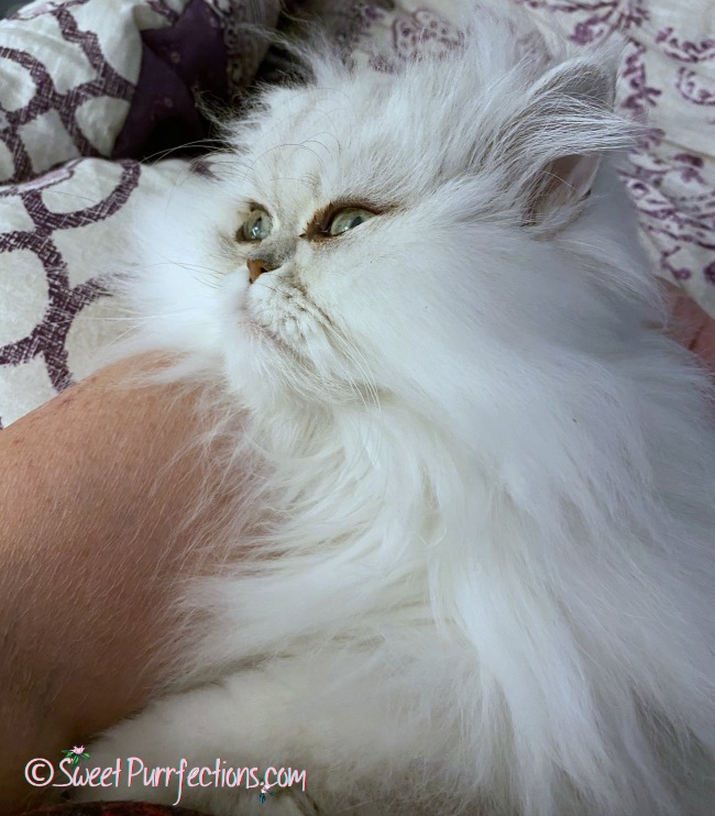 silver shaded Persian cat in lap