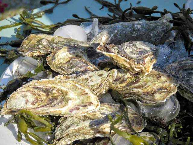 Fresh County Sligo oysters