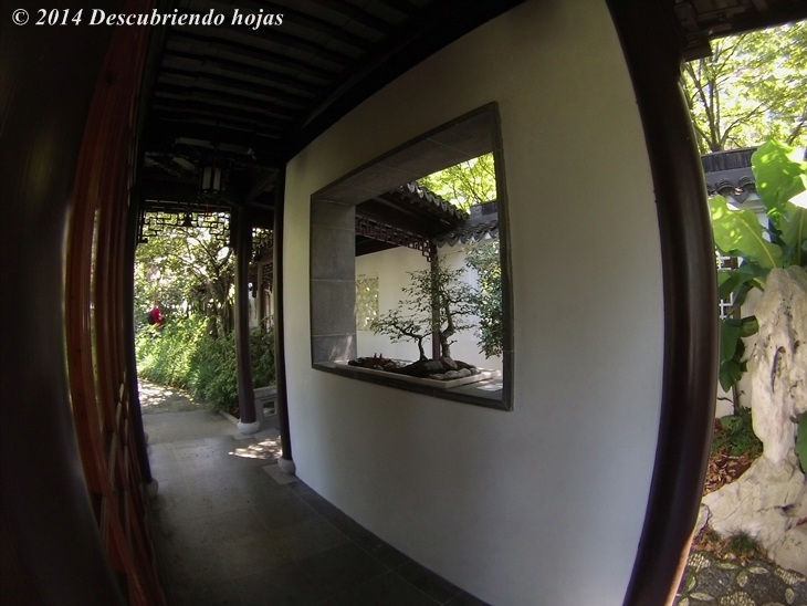 Descubriendo hojas: El Jardín Chino Lan Su de Portland. #gbfling14