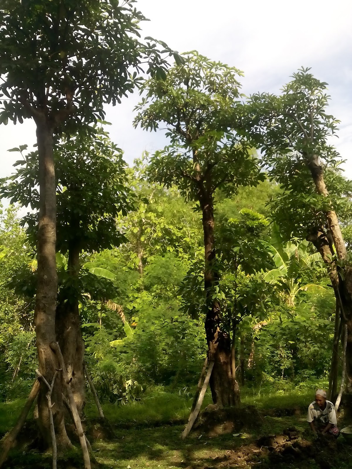 Есть ли в абхазии дерево бодхи. Ками дерево. Chinese banyan (ficus microcarpa). Камфара в японии дерево. Ками дерево.
