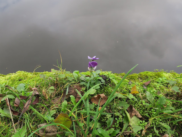 Wild viola by Rochdale Navigation Canal at Sowerby Bridge, Calderdale. 7th October 2021