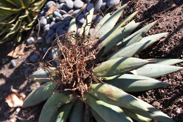Expired Agave "Blue Glow" removed from ground