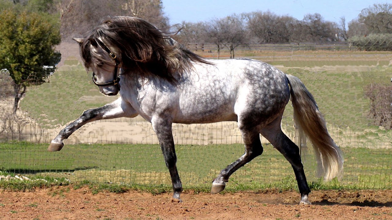 Spanish Horse Breeds Horse Choices