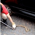 Cobra é capturada pelo Corpo de Bombeiros em carro no centro de Cajazeiras