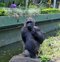gorilla kebun binatang ragunan jakarta