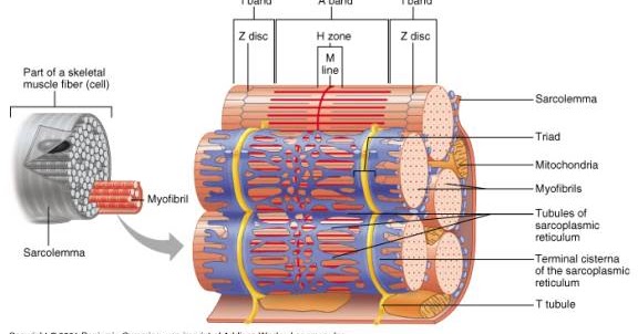 CURRENT BASIC AND PATHOLOGICAL APPROACHES TO THE FUNCTION OF MUSCLE