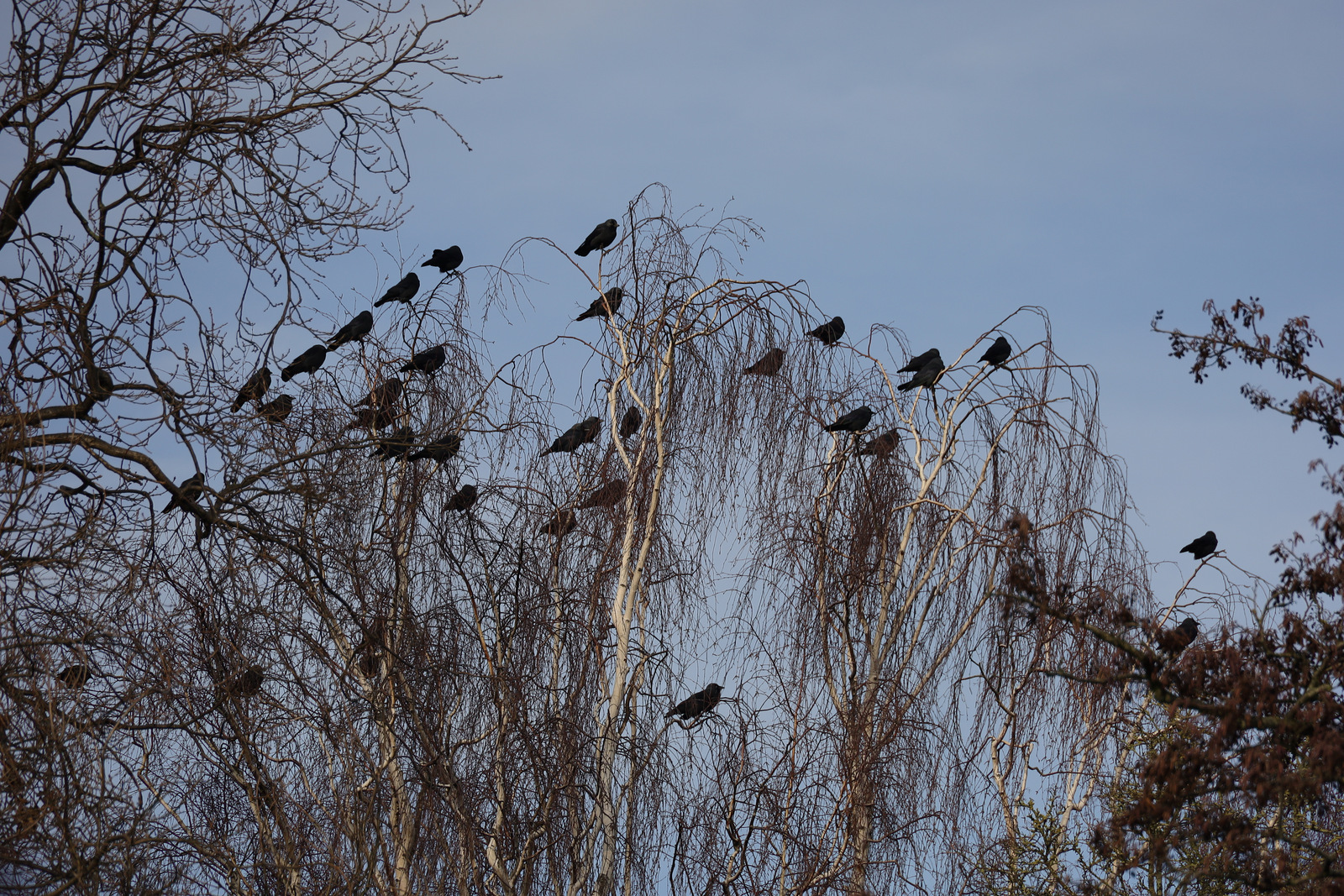 onder de mijmerboom de vogel is