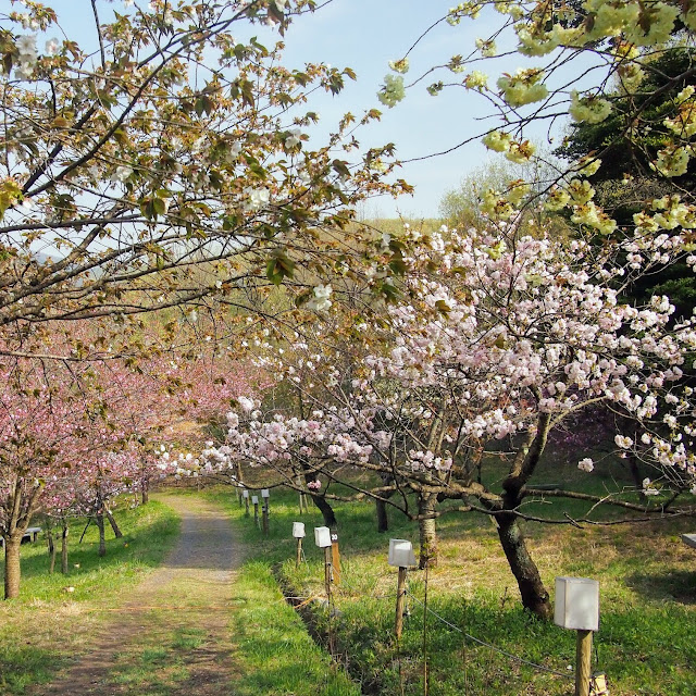長瀞　通り抜けの桜