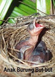 Anim Agro Technology Burung But But Kehebatannya