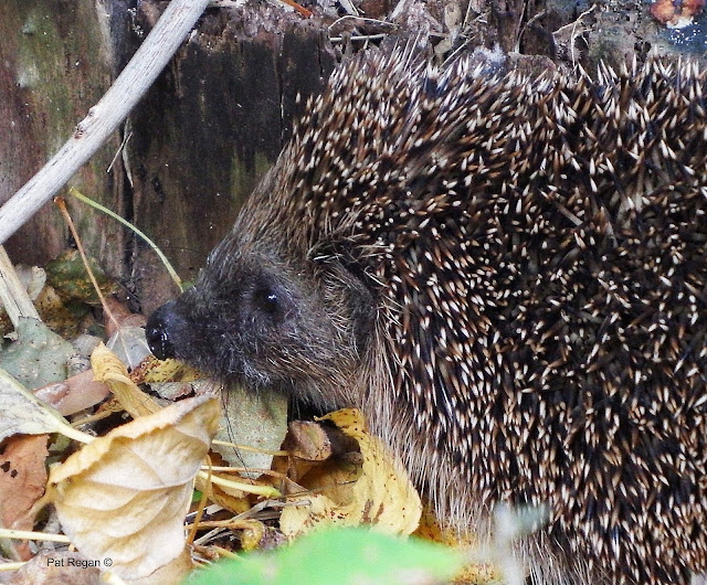hedgehog%2B2