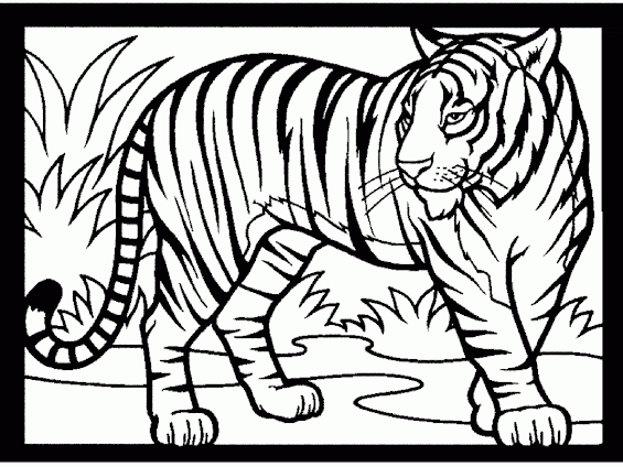 Mewarnai Gambar Harimau Tampak Nyata Contoh Anak Paud Sketsa Hitam