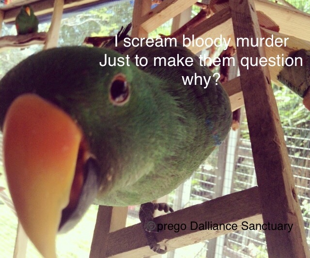 Liver Issues [ parrot health] — Prego Dalliance Sanctuary