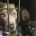 Rescued Pit Bull Convinces His Mom To Adopt Their Foster Kitten
