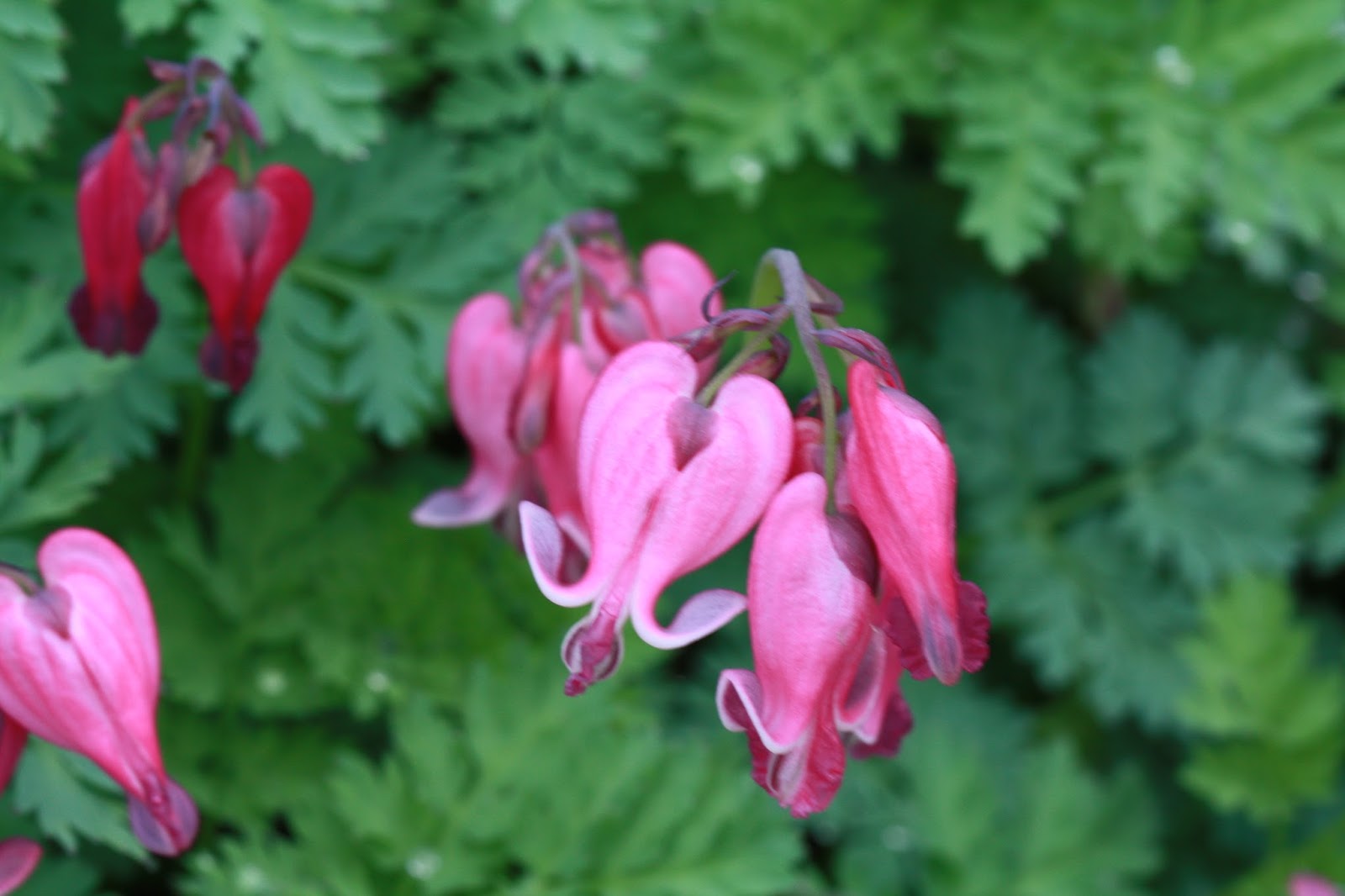 ANNES HAGEVERDEN Dicentra King of Hearts Hjertehybrid