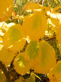 Chinese witch hazel Hamamelis mollis autumn foliage Toronto Botanical Garden by garden muses-not another Toronto gardening blog
