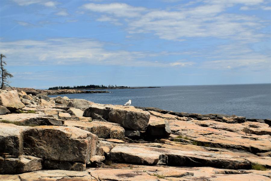 Schoodic Point Tide Chart