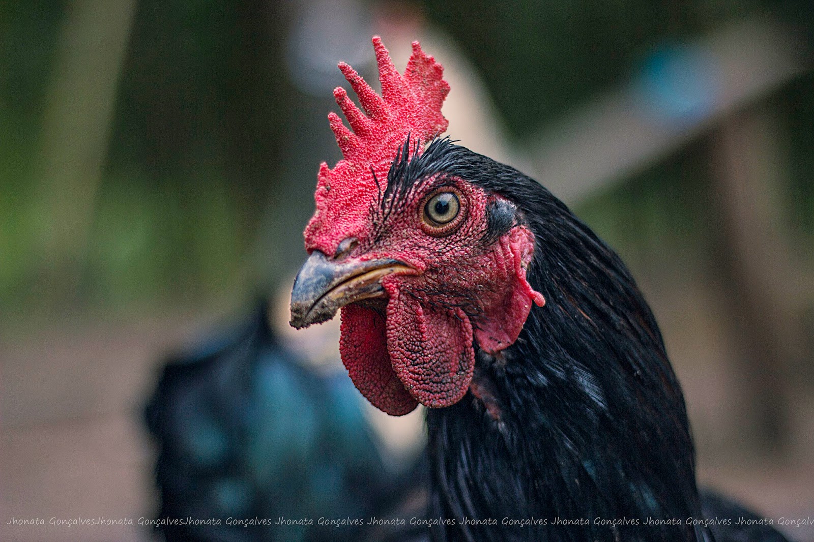 Arte Fotográfica : 10 curiosidades sobre galinhas