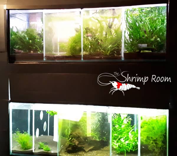 Freshwater Shrimp Breeding Rack