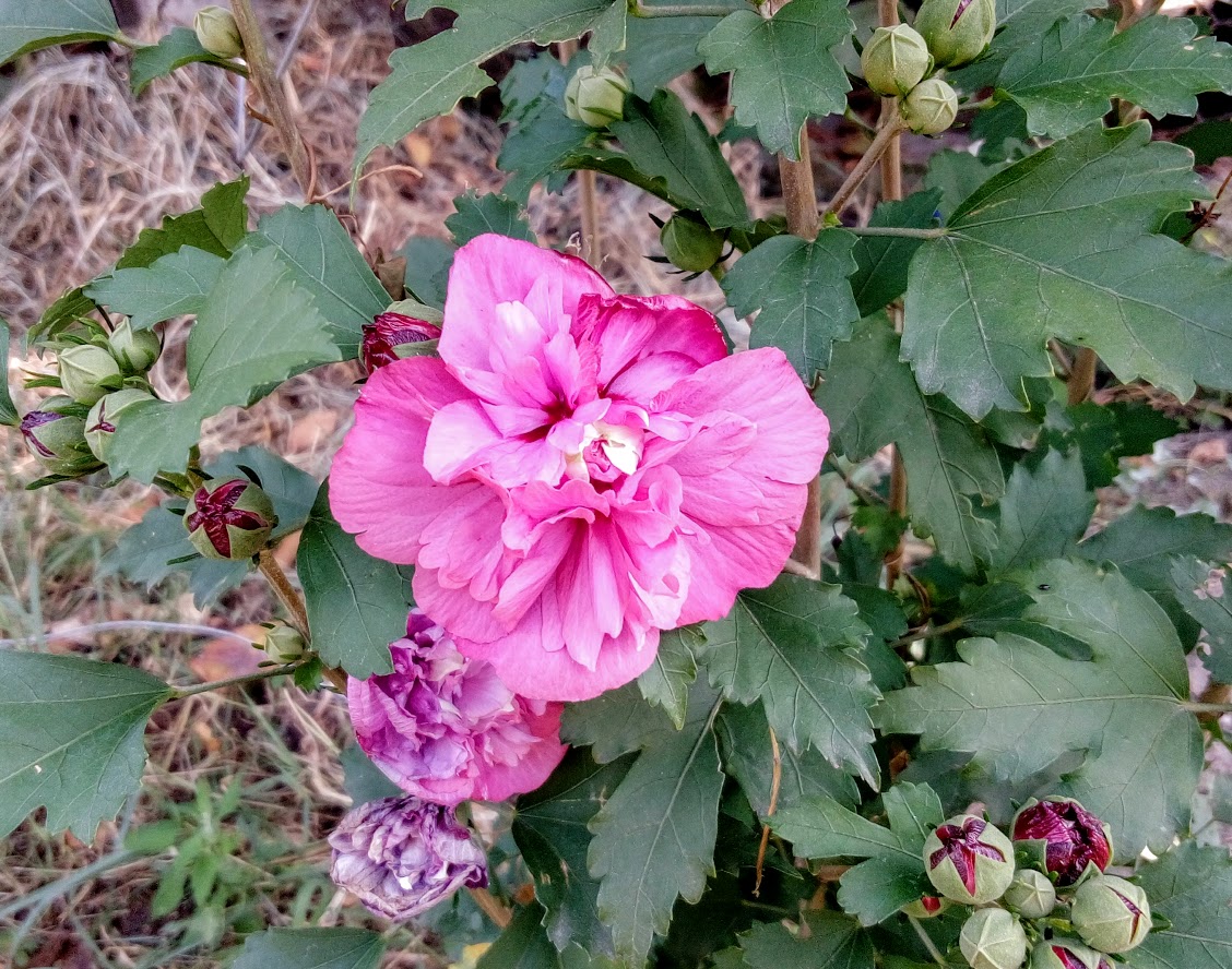 Seminte Si Plante De Gradina Hobby Hibiscus Syriacus Sanchoyo