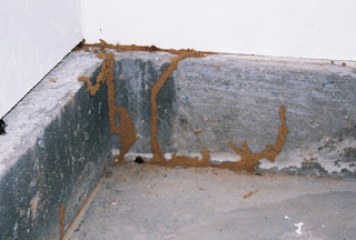 pictures of termite tubes