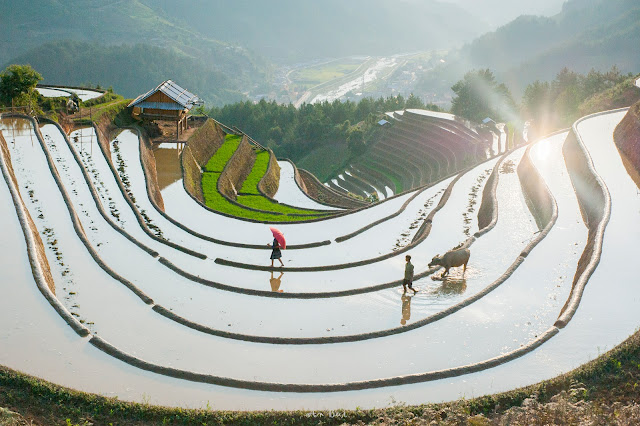 Best rice terraces northern Vietnam