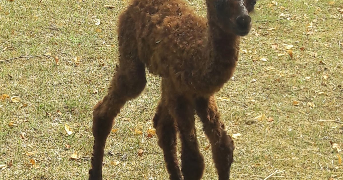 Hausforscher Unterwegs Blutige Knochel Und Verborgene Dachwerke